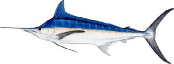 Blue Marlin Sport Fishing